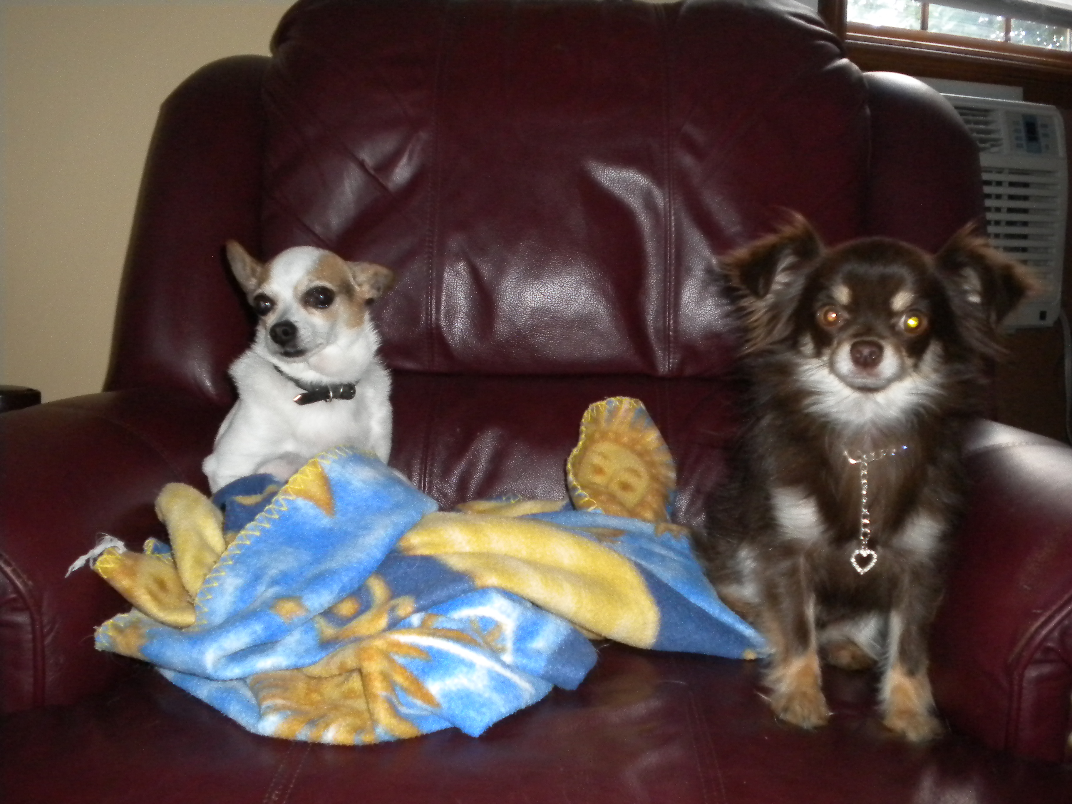 Les chiens 005.JPG