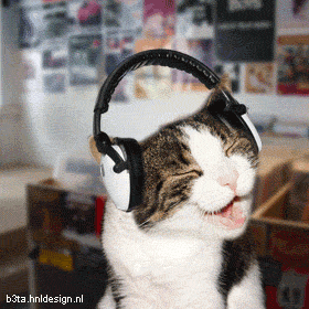 chat musique.gif