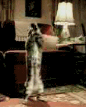 catdance.gif