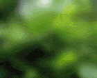 girafe clin d'oeil.gif