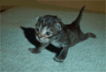 chat push up.gif