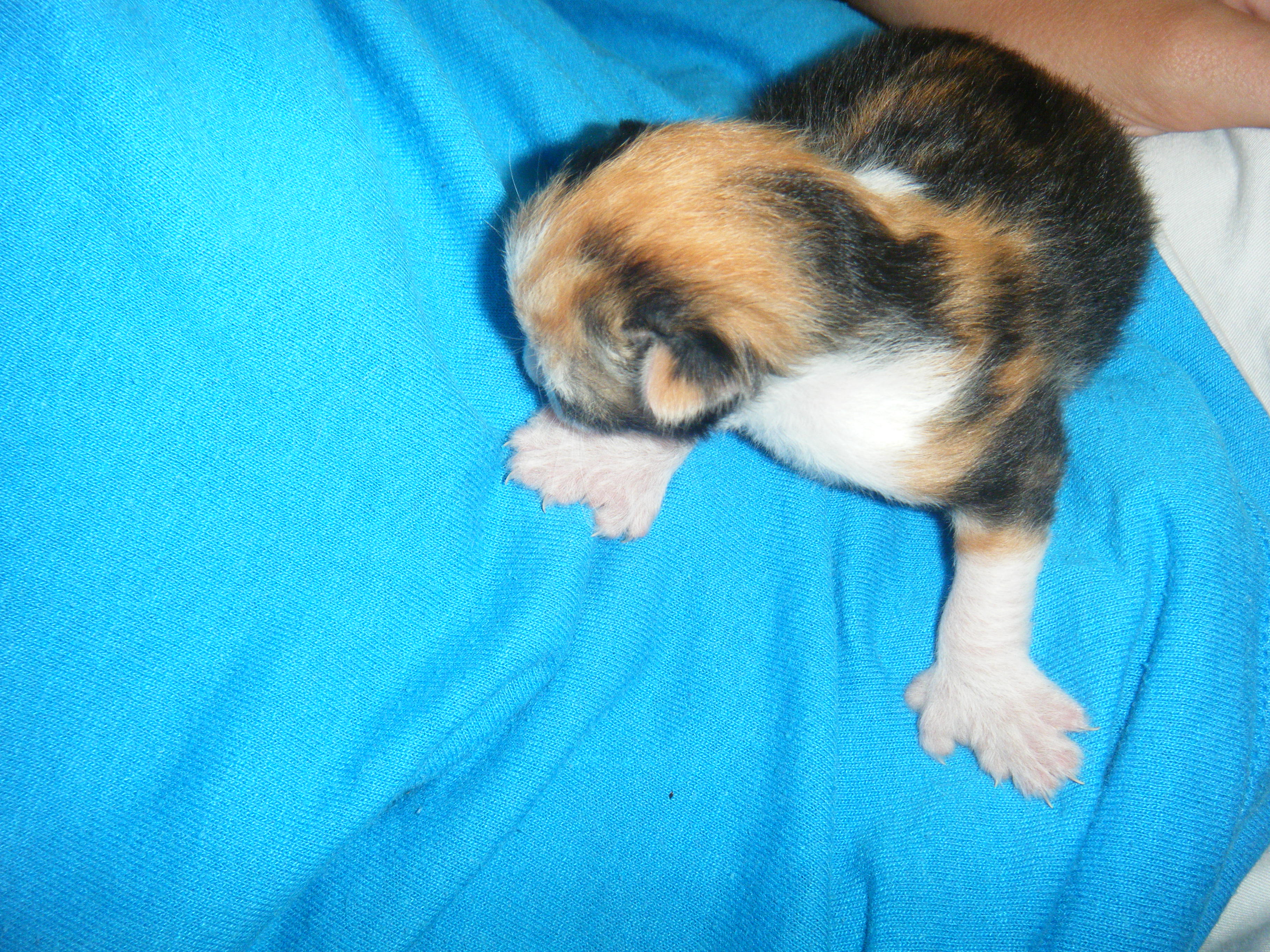 pattes mitaines.JPG