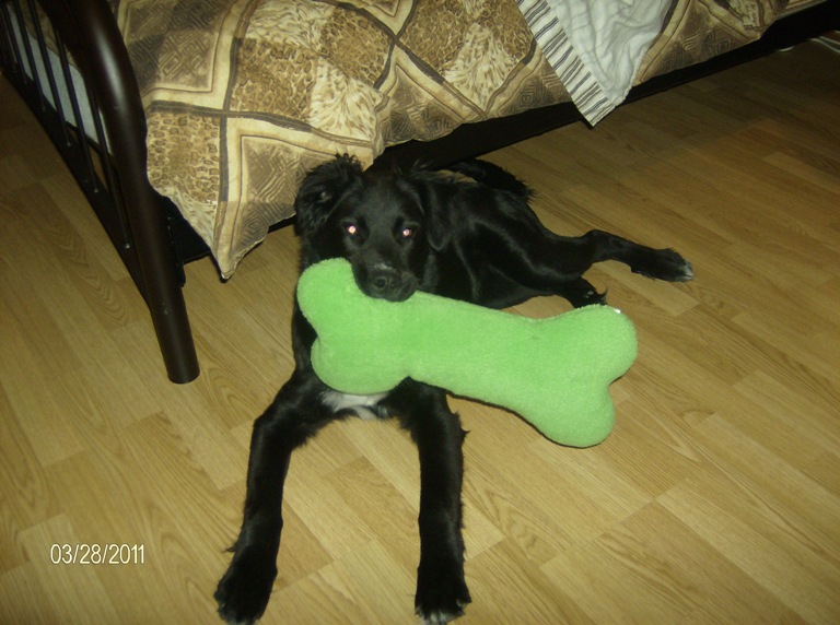 méchant gros toutout.jpg