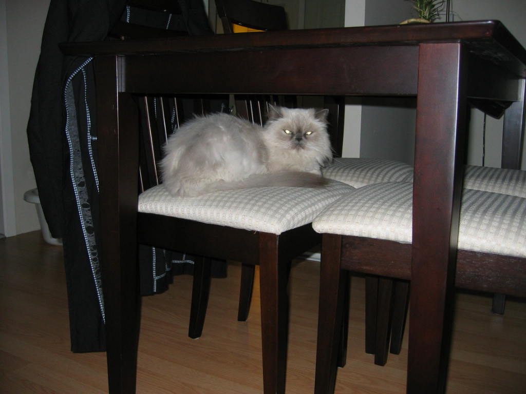 Alice_11juin2009 - 001.jpg