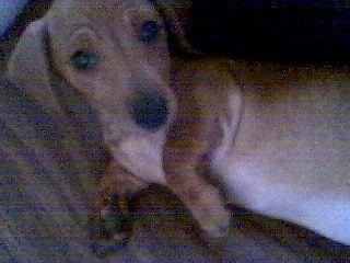 Daisy a deux mois.jpg