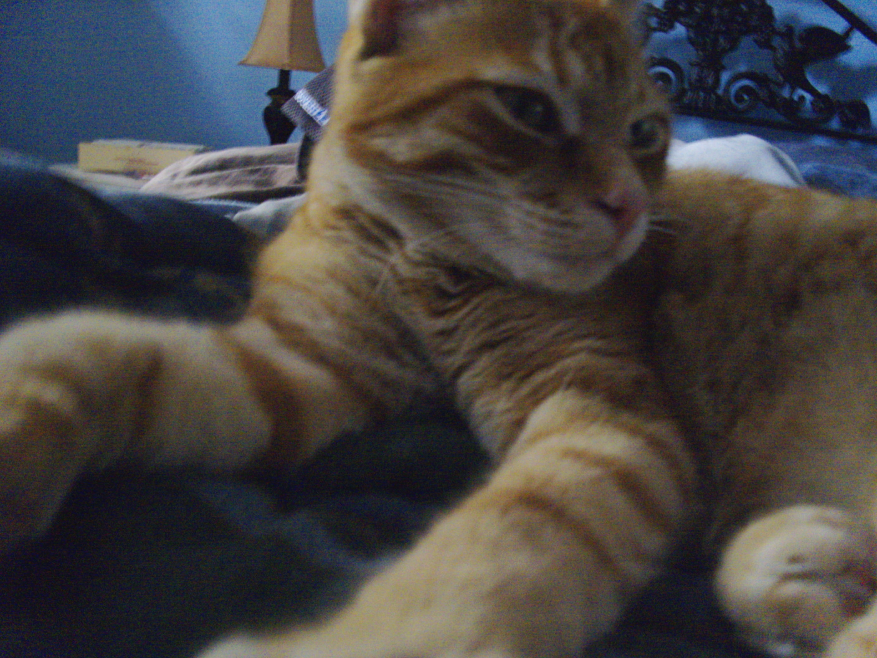 Muffin le roux