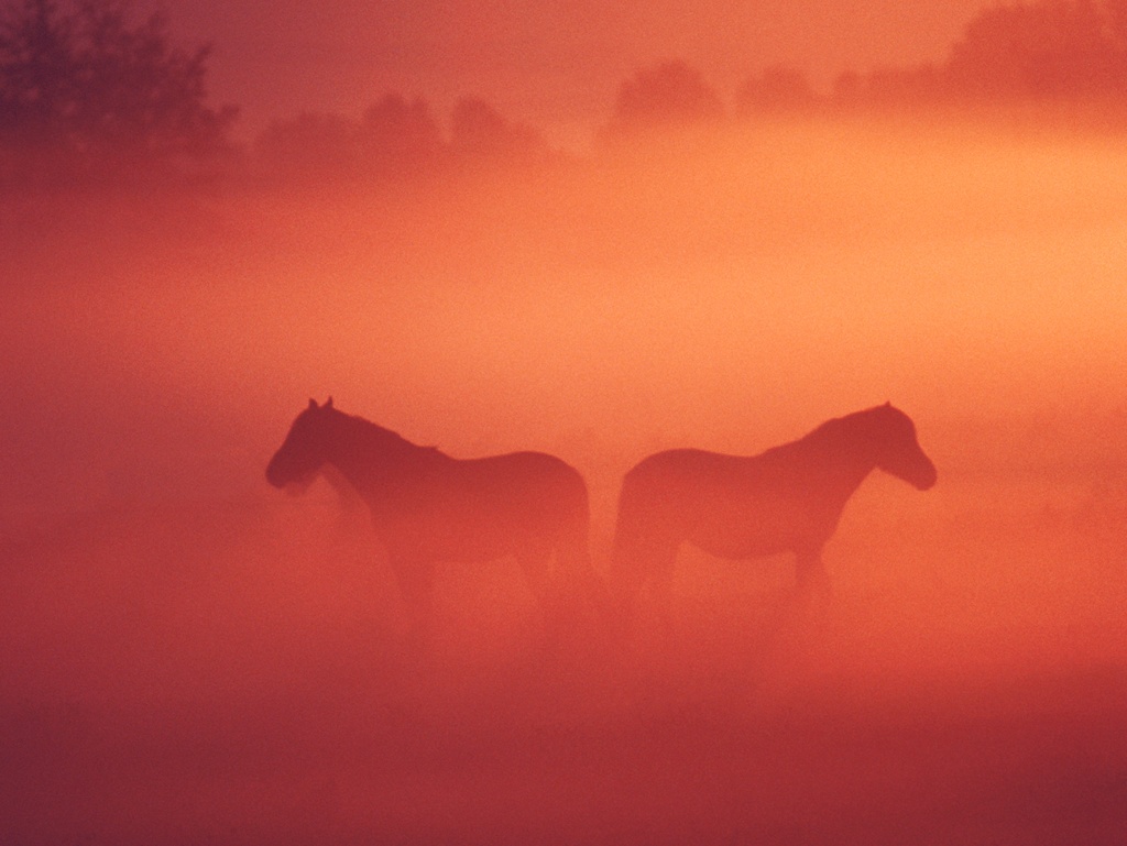 cheval_01_1024.jpg