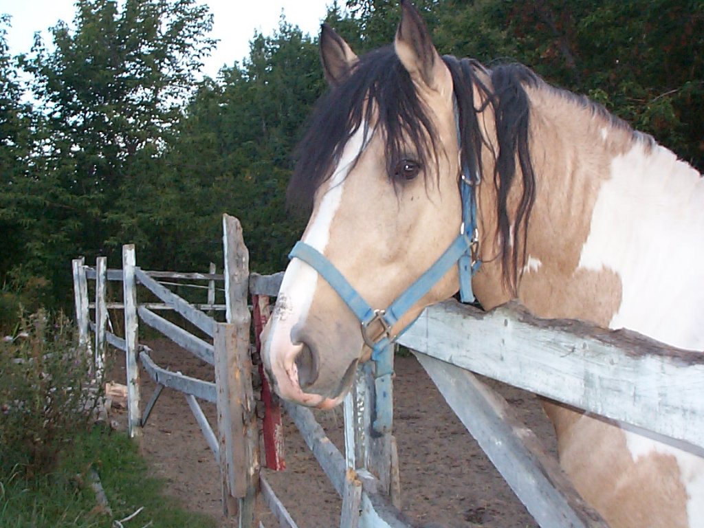 Cheval1024.jpg
