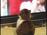 gatcifhj1.gif