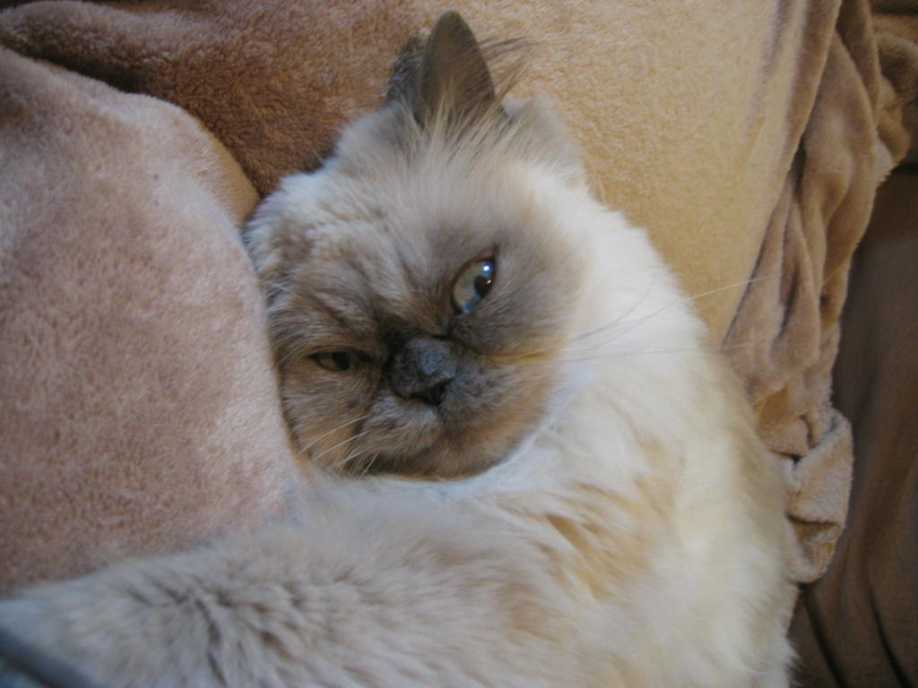 Alice 015.jpg
