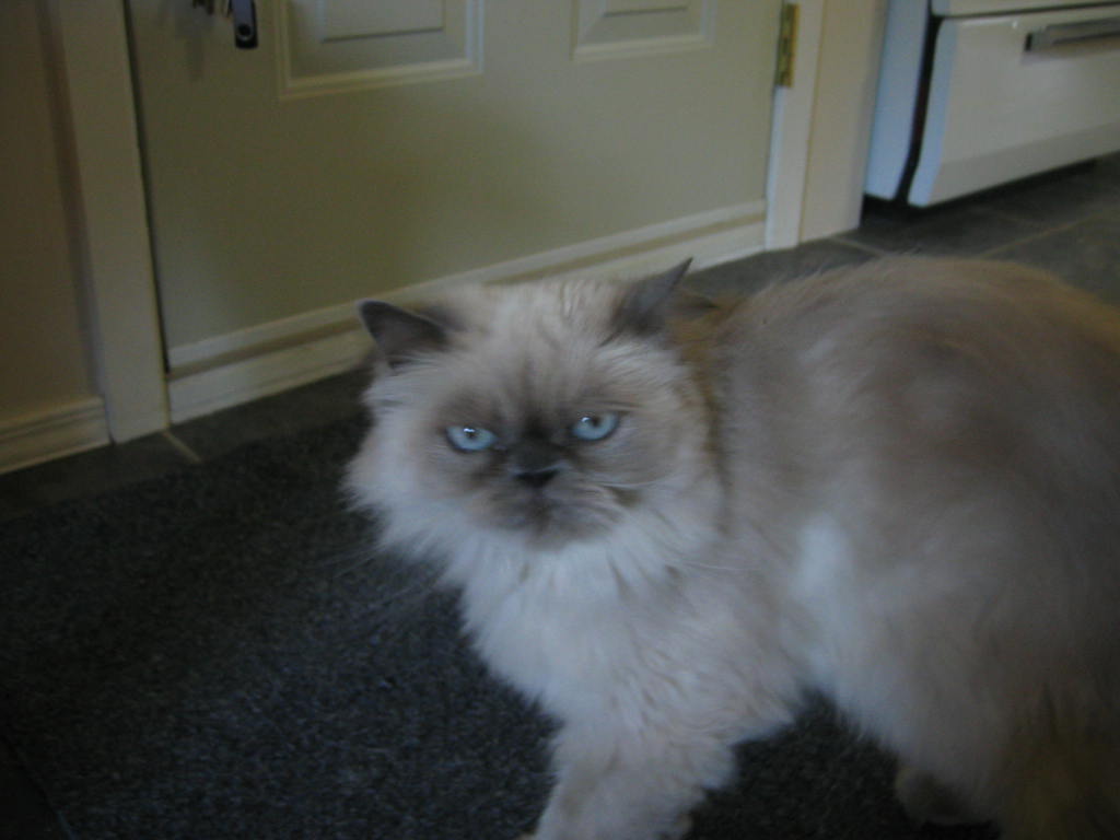Alice 006.jpg