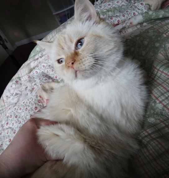 Capture d’écran 2012-07-21 à 13.10.20.jpg