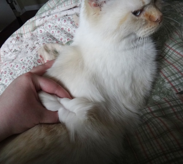 Capture d’écran 2012-07-21 à 13.11.19.jpg