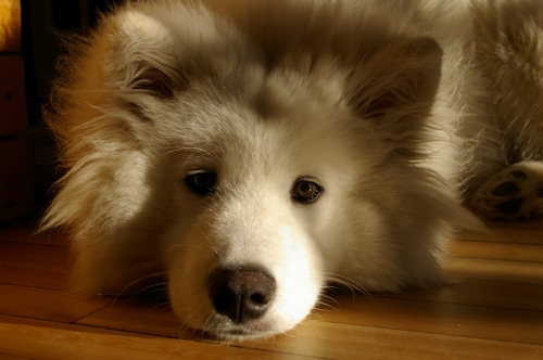 IMGP6950.JPG