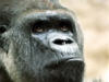 081021mumba-gorille-granby_p.jpg