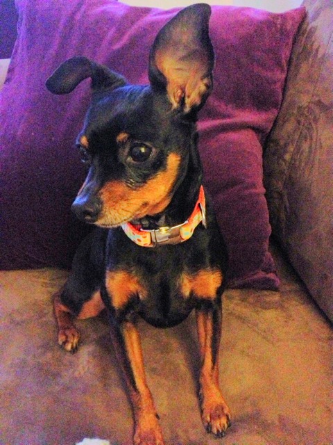 ImageUploadedByDomaine Bleu1364251535.305178.jpg