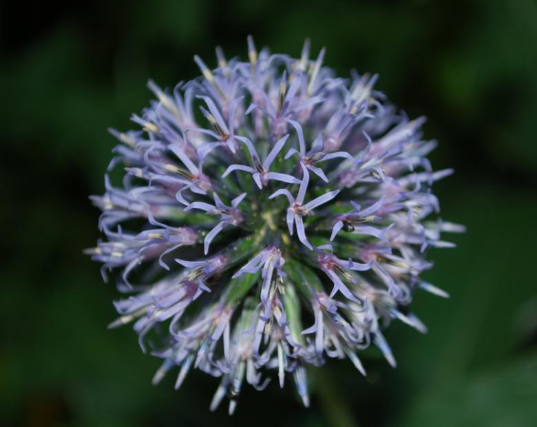 boule.jpg