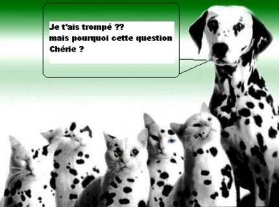 HUMOUR-ENTRE-CHIENS-et-CHATS.jpg