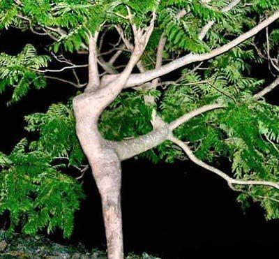 ARBRE-AU-FEMININ.jpg