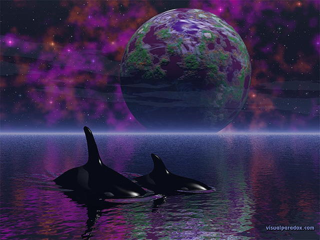 orcasdream640.jpg
