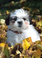 BICHON HAVANAIS !