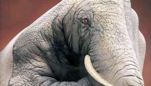elephant-hand.jpg