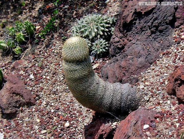 cactus-pennis_18eb69.jpg