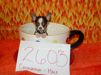 Chocolate%20Chihuahua%202603%20(2)-S.jpg