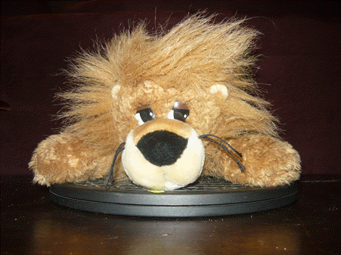 3d_Lion.gif