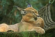 180px-Lightmatter_caracal.jpg