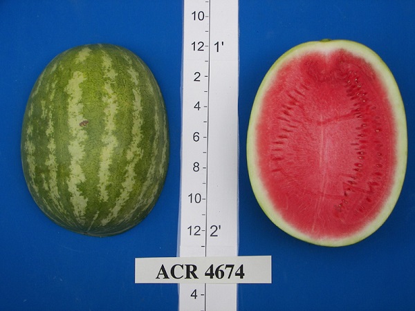 4674.jpg