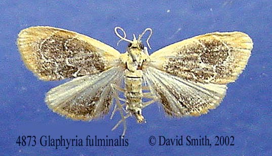 4873-glaphyria-fulminalis.jpg