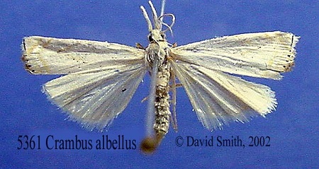 5361-crambus-albellus.jpg