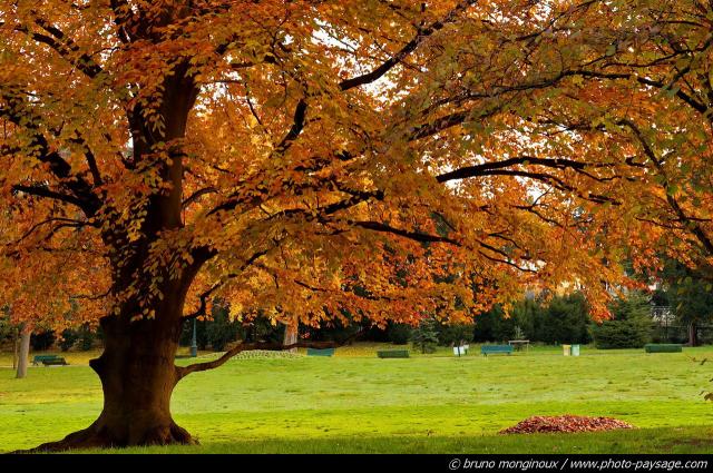 normal_hetre-en-automne-parc_montsouris-03.jpg