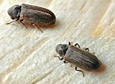 250px-Anobium_punctatum01.jpg