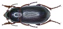 Zabrus_tenebrionides_(Goeze,_1777)_(2935442808).jpg