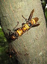 250px-Vespa_mandarinia_japonica2Frelon Géant Japonais.jpg