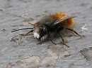 250px-Osmia_7640_02.jpg