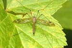 340px-Tipula.unca2.-.lindsey.jpg