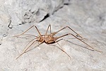 Dolichopoda_cfr_azami_(5013046380).jpg