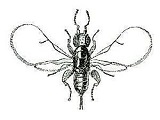 250px-Blastophaga_psenes.jpg