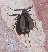 250px-Nepa_cinerea_with_wings.jpg