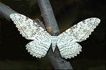 sorcière blanche_0001b_L.D.jpg