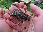 Weta géant NZ.jpg