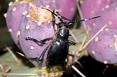 capricorene des-_Cactus_longhorn.jpg