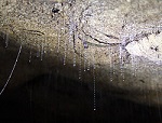 titiwai_luminosa_larvae.jpg