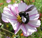 250px-Xylocope_violet.jpg