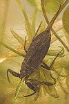 200px-Nepa_rubra2.jpg