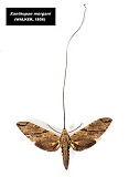 250px-NHM_Xanthopan_morgani.jpg