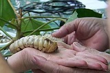 250px-Ver_de_bancoule_NC.jpg